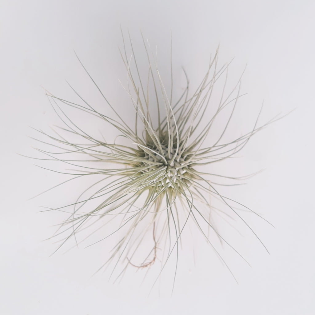 Tillandsia fuchsii var. gracilis air plant