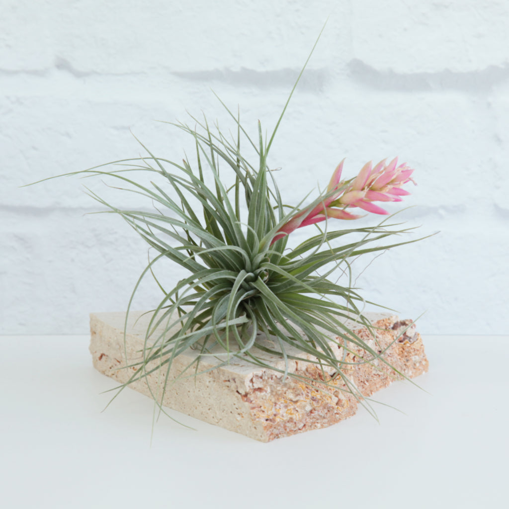 houston dark pink air plant Tillandsia Houston
