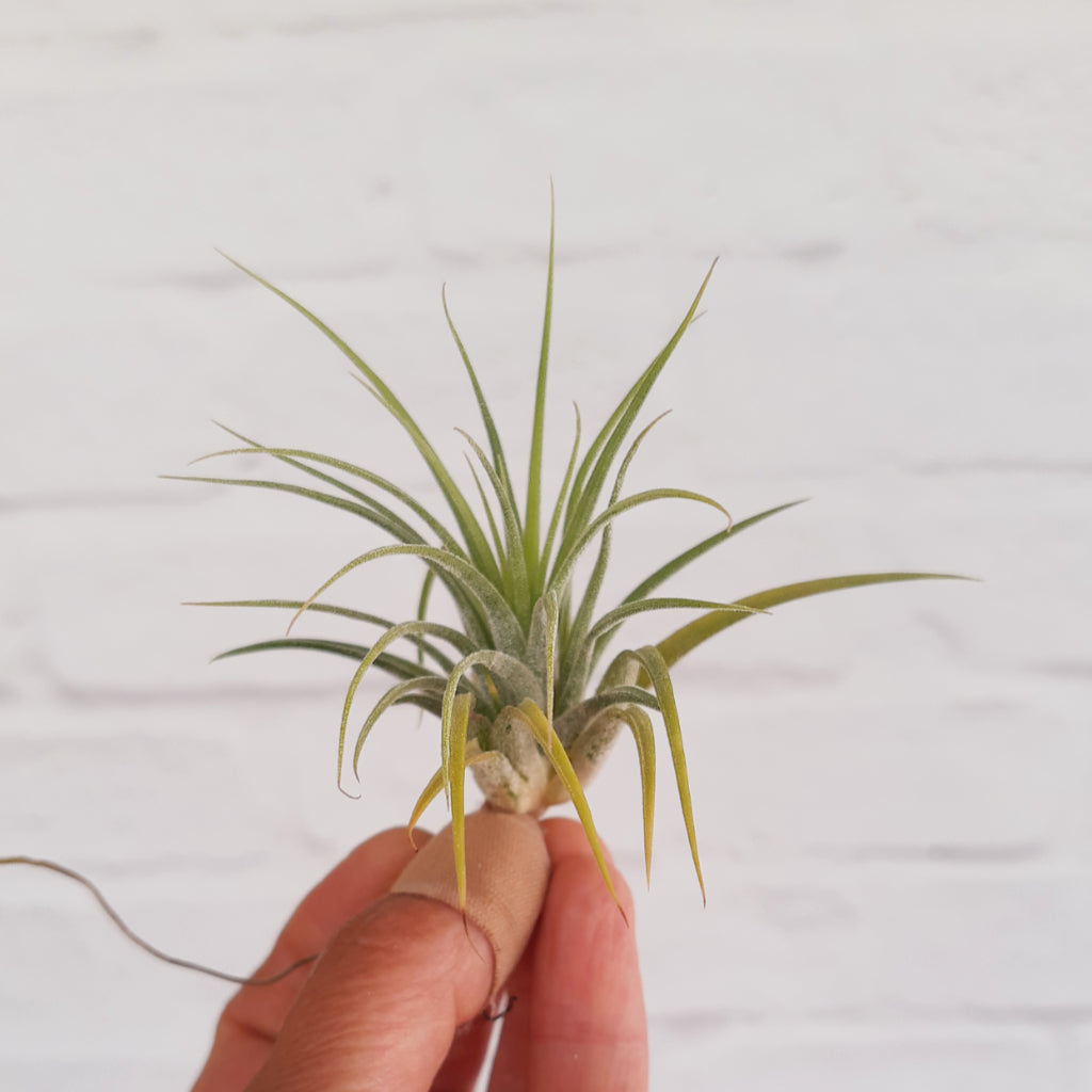 Tillandsia Ionantha - Air Plant