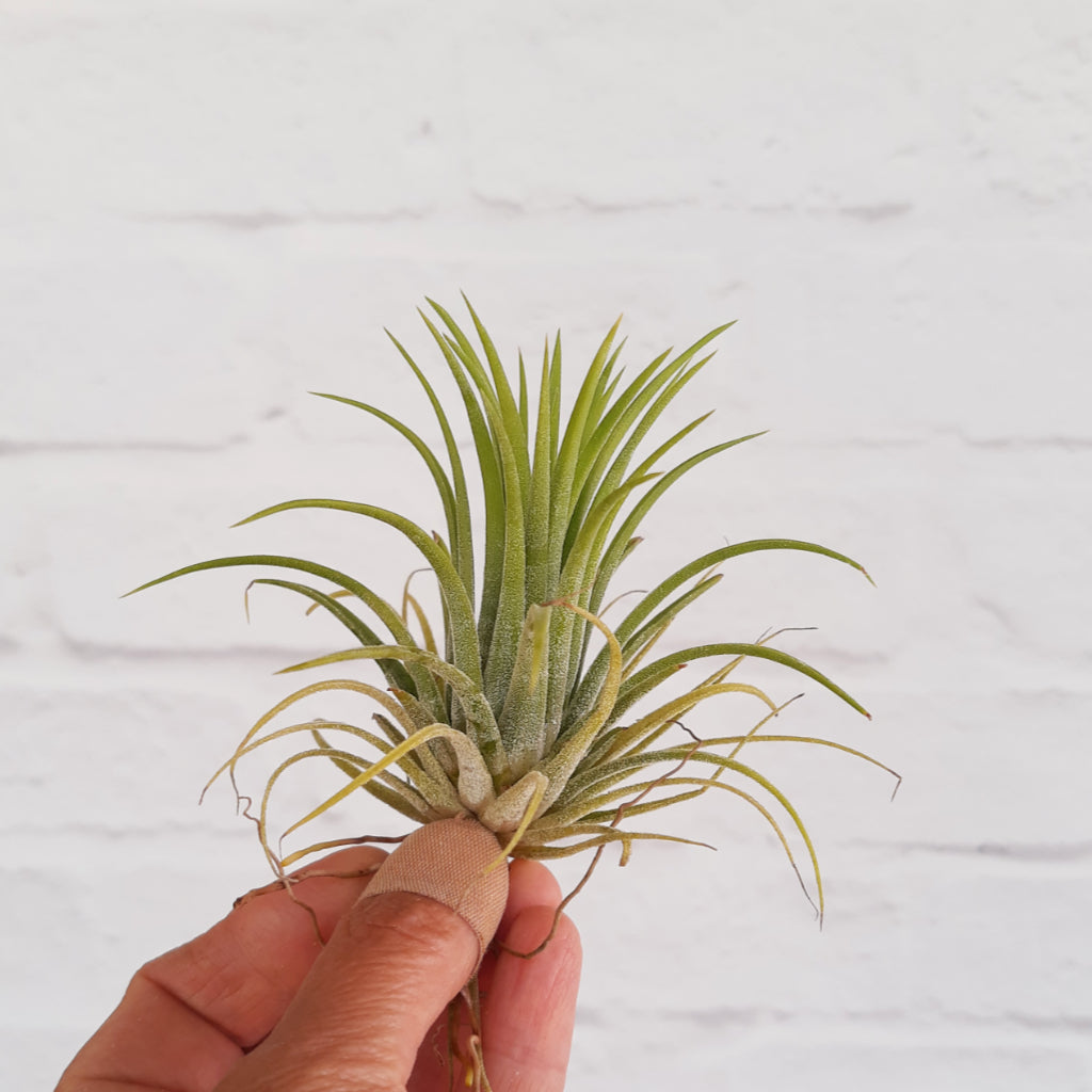 Tillandsia Ionantha - Air Plant