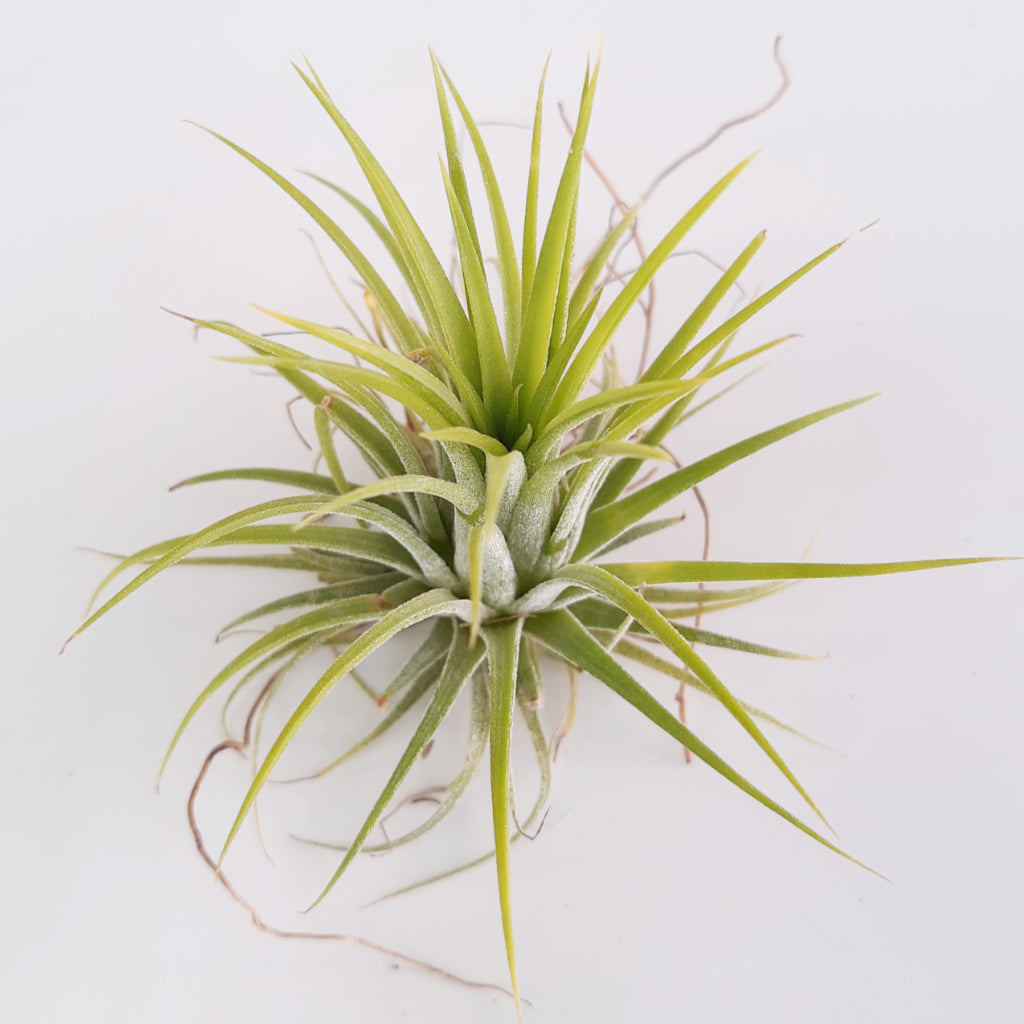 Tillandsia ionantha air plant