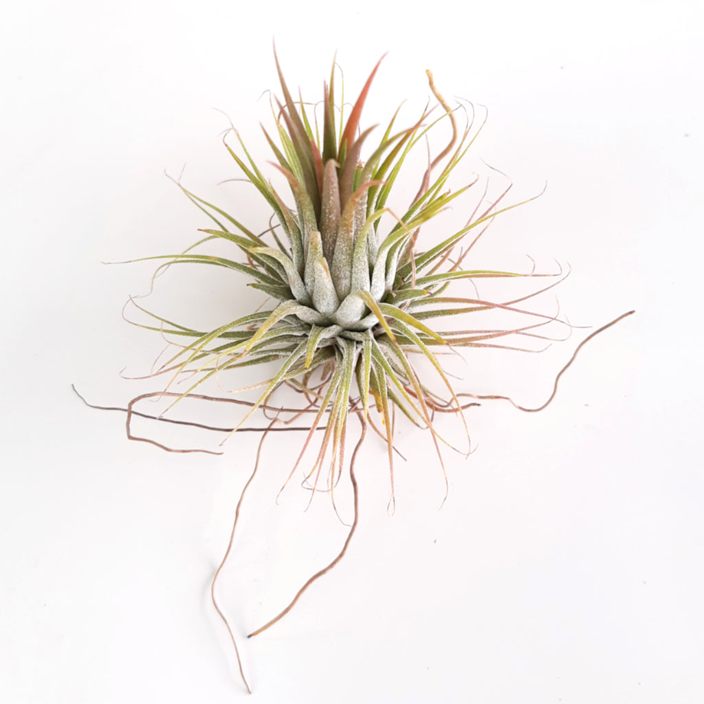 Tillandsia Ionantha - Air Plant