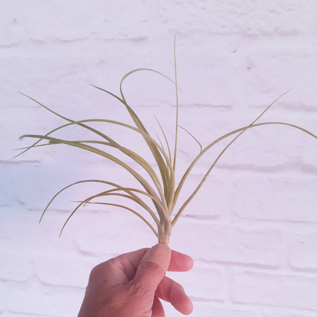 Tillandsia flavoviolacea Moonlight - Air Plant