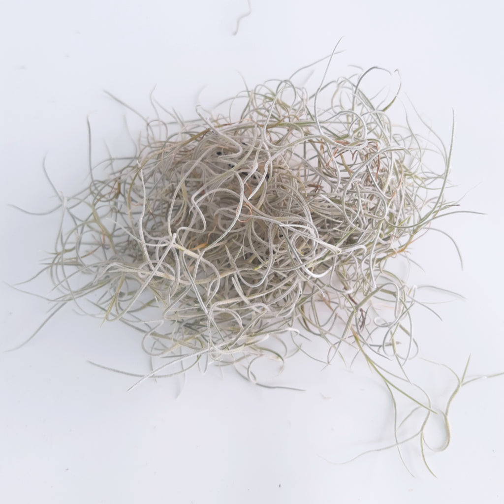 Tillandsia usneoides - Spanish Moss - Air Plant