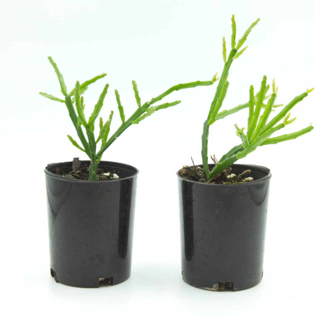 Rhipsalis sulcata