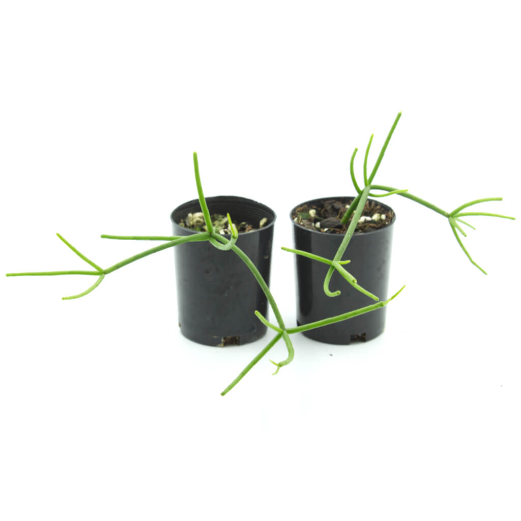 Rhipsalis teres f. heteroclada