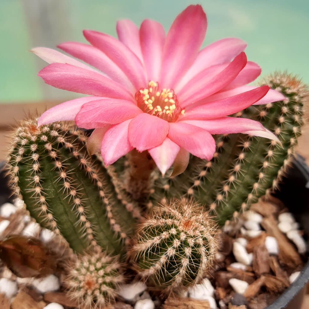 Echinopsis chamaecereus cv. Fire Chief