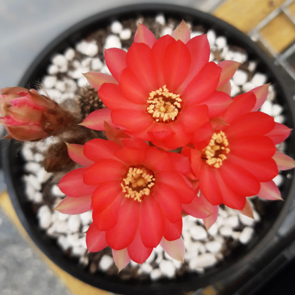 Echinopsis chamaecereus cv. Fire Chief