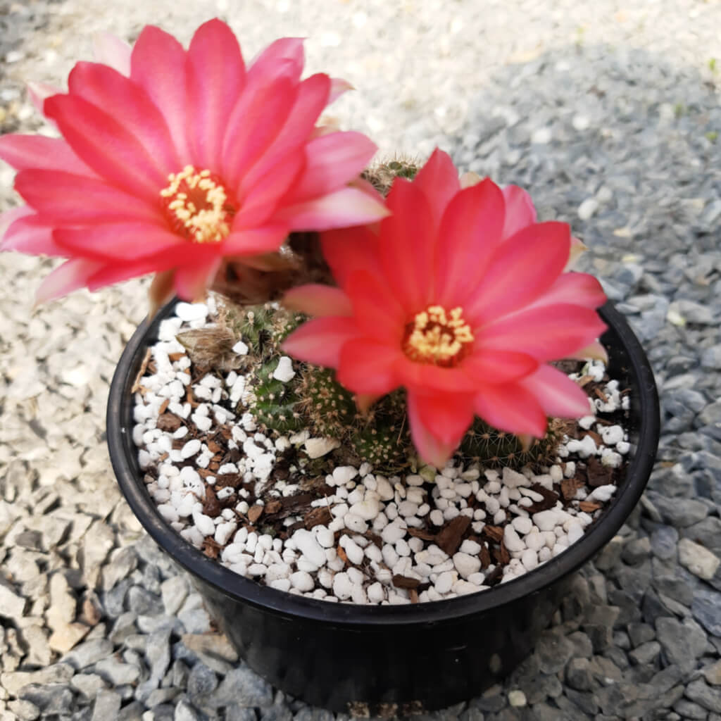 Echinopsis chamaecereus cv. Fire Chief