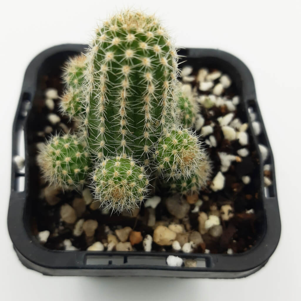 Chamaecereus silvestrii / Echinopsis chamaecereus - Peanut Cactus