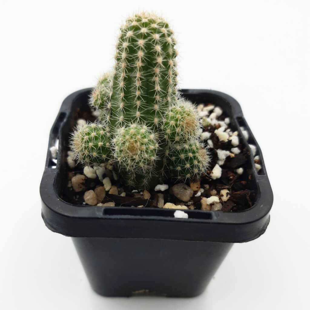 Chamaecereus silvestrii / Echinopsis chamaecereus - Peanut Cactus