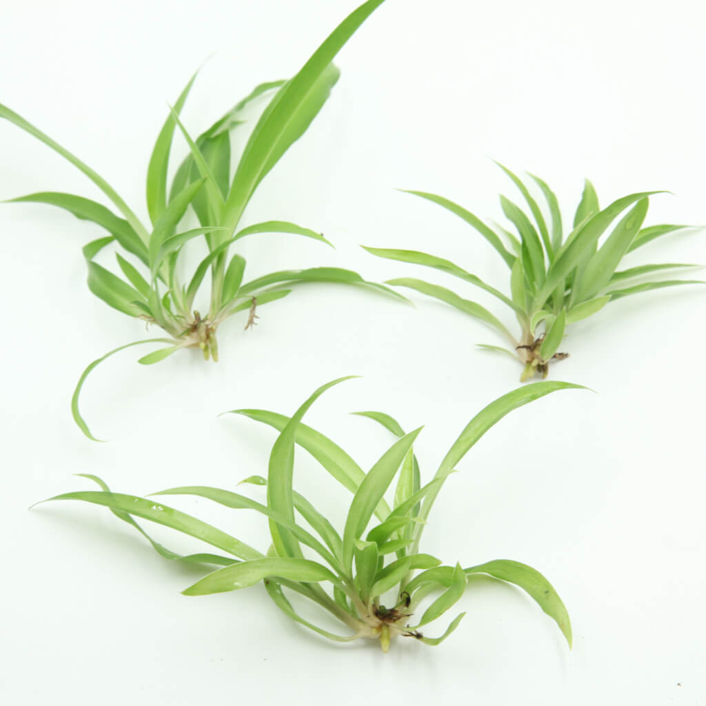 Chlorophytum comosum - Green Spider Plant