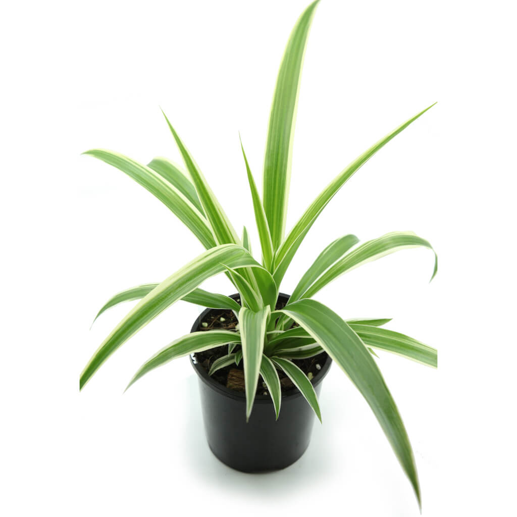 Chlorophytum comosum 'Ocean' - Variegated Spider Plant
