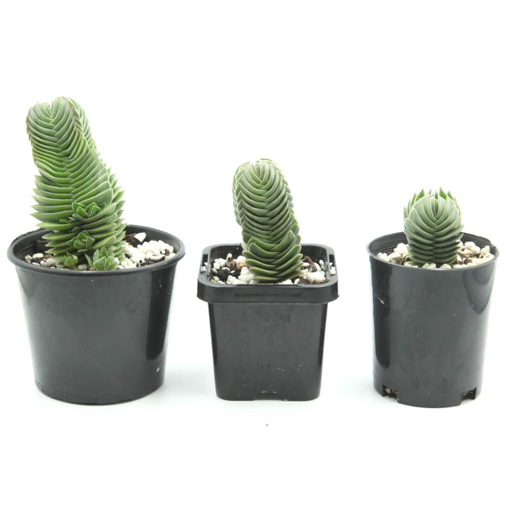 Crassula 'Buddha's Temple'