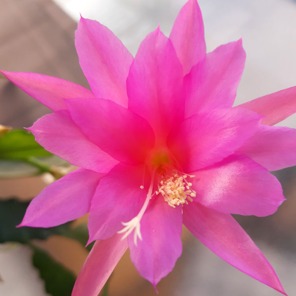 Disocactus nelsonii