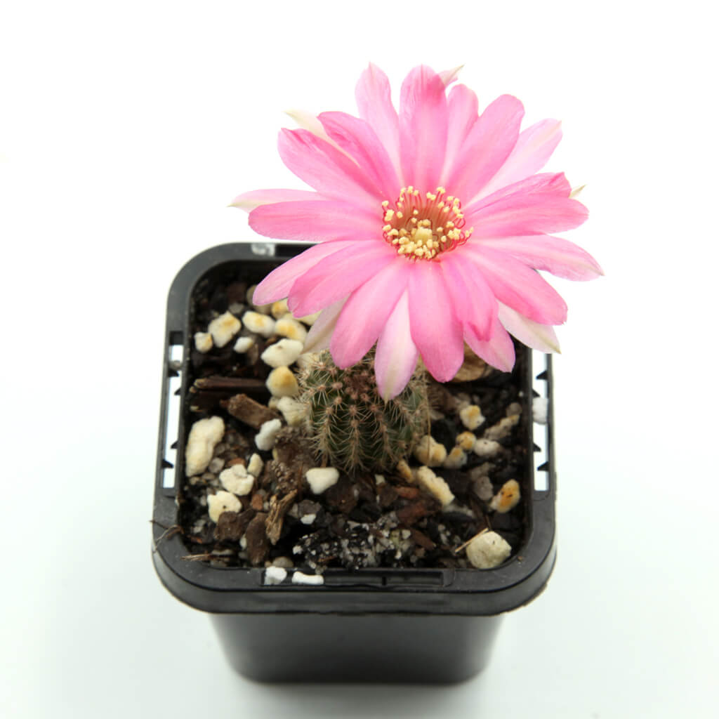 Echinopsis chamaecereus cv. Fire Chief