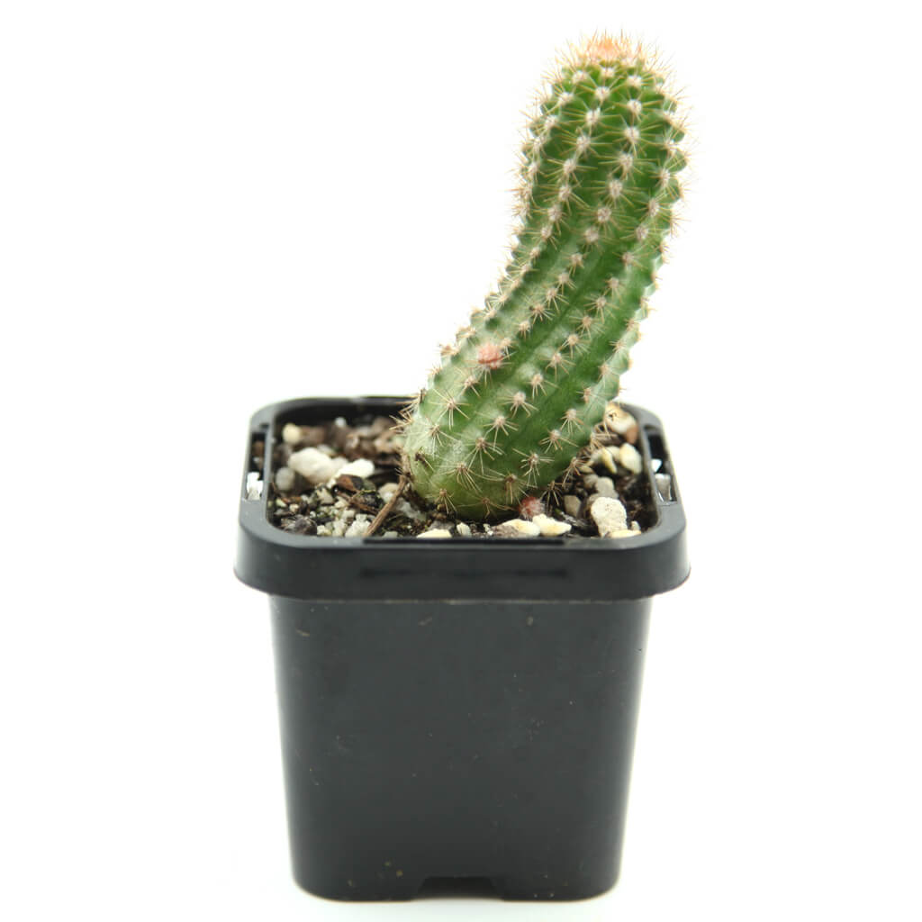 Echinopsis chamaecereus cv. Fire Chief