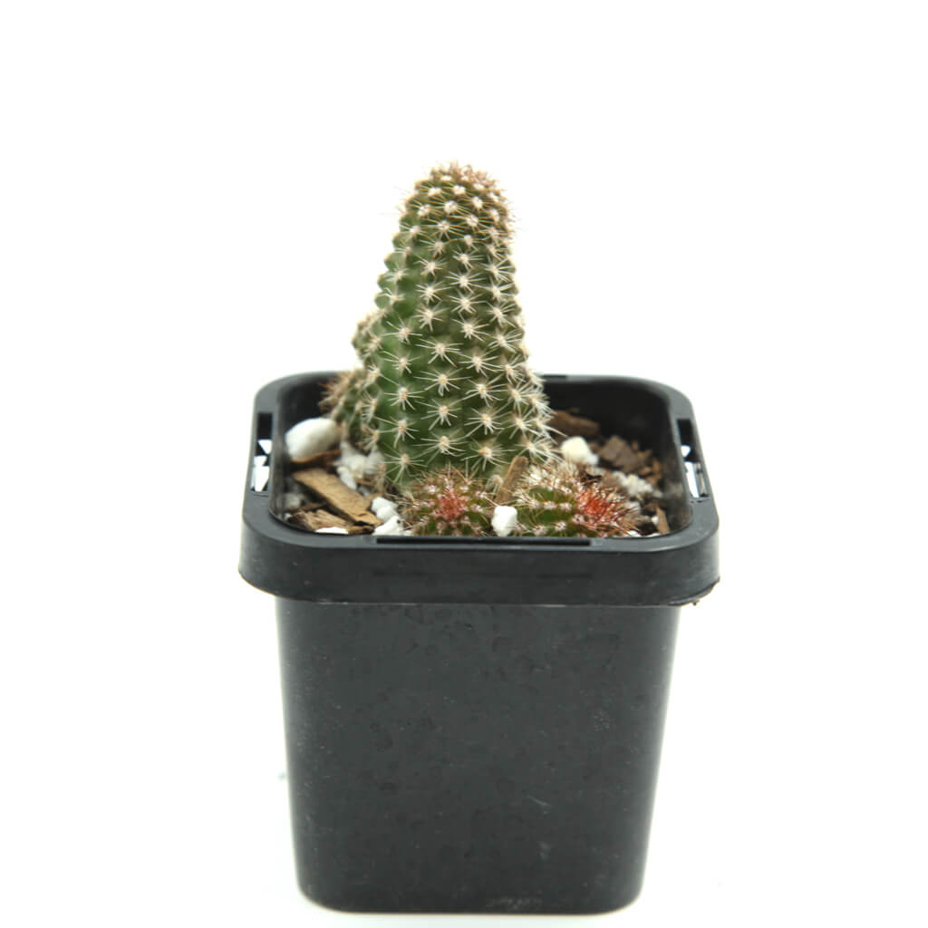 Echinopsis chamaecereus cv. Fire Chief