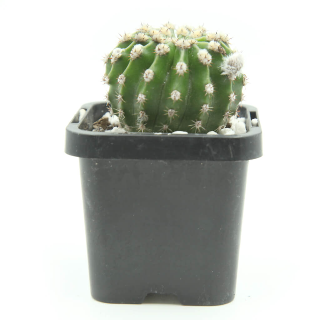 Echinopsis eyriesii - Easter Lily Cactus