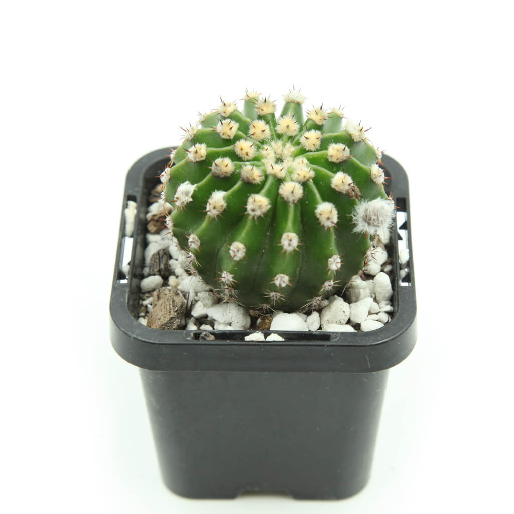 Echinopsis eyriesii - Easter Lily Cactus