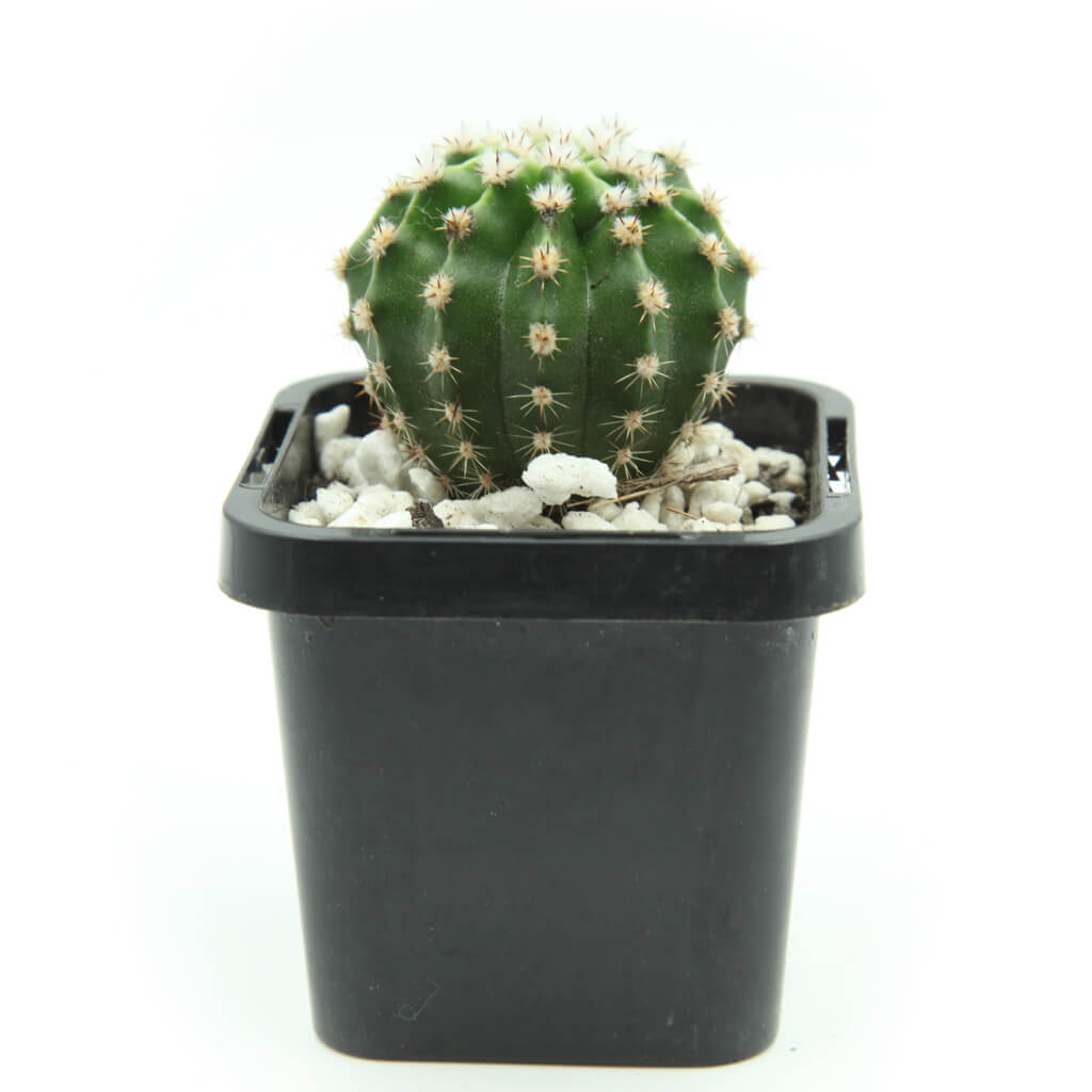 Echinopsis eyriesii - Easter Lily Cactus