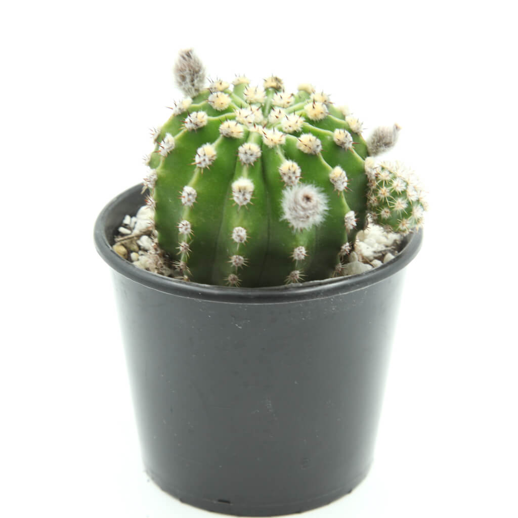 Echinopsis eyriesii - Easter Lily Cactus
