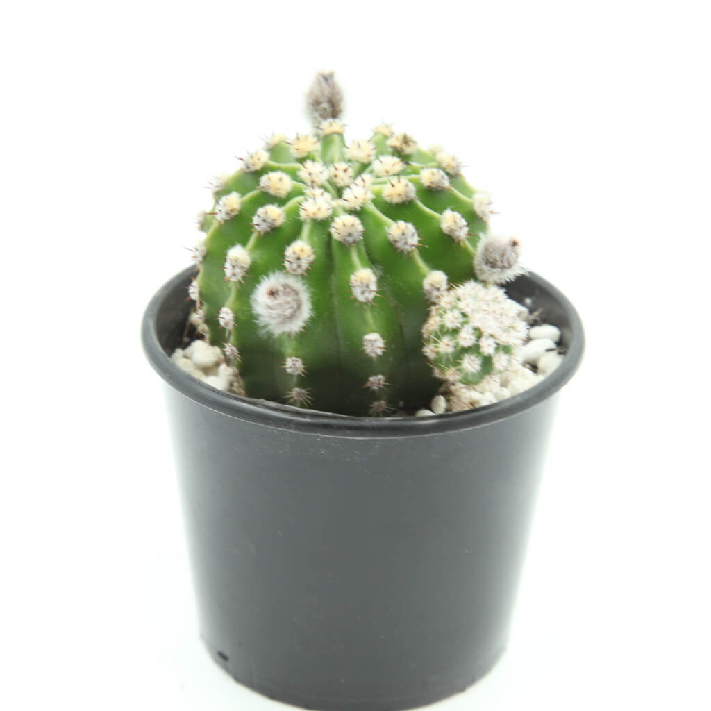 Echinopsis eyriesii - Easter Lily Cactus
