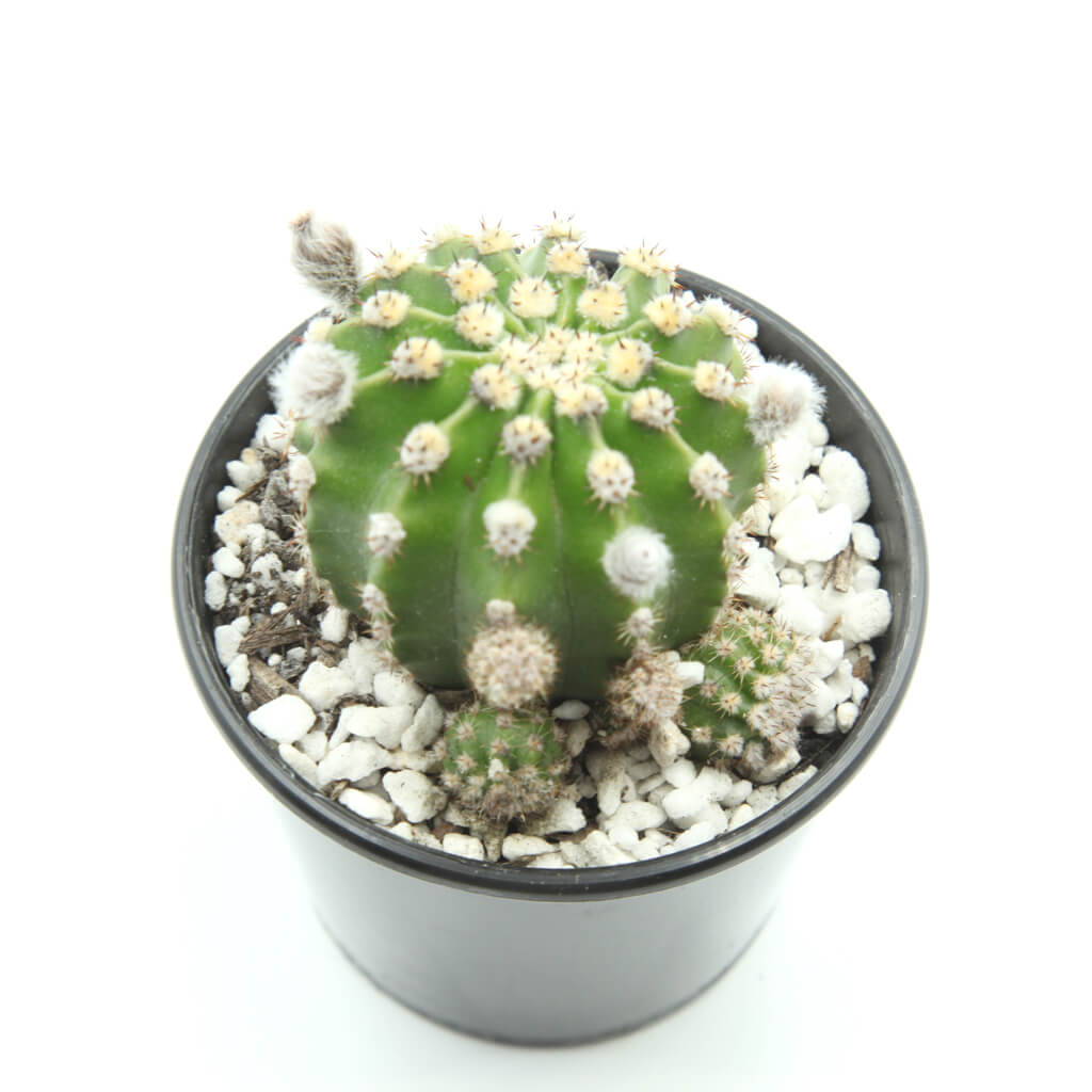 Echinopsis eyriesii - Easter Lily Cactus