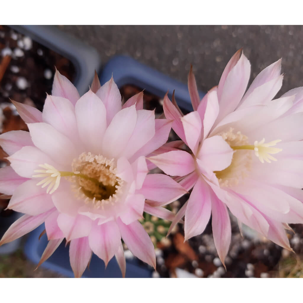 Echinopsis eyriesii - Easter Lily Cactus