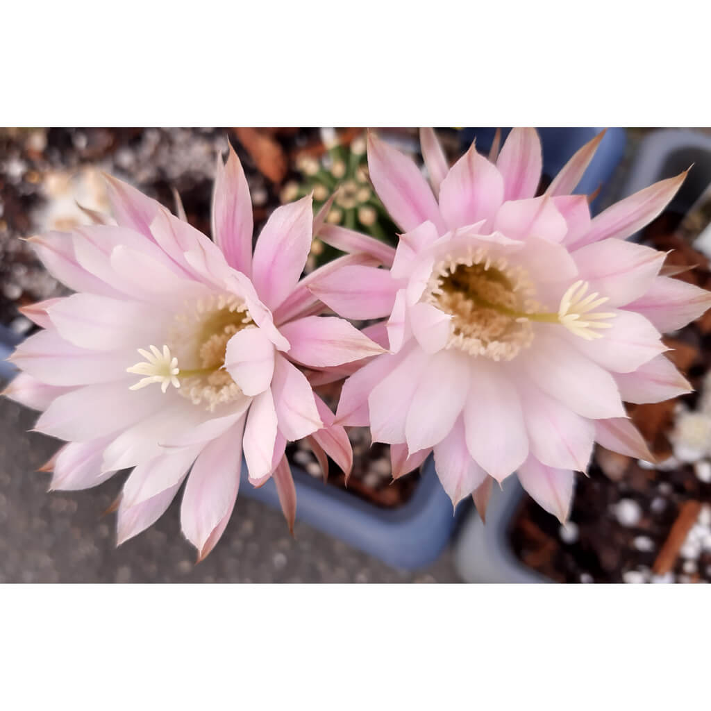 Echinopsis eyriesii - Easter Lily Cactus
