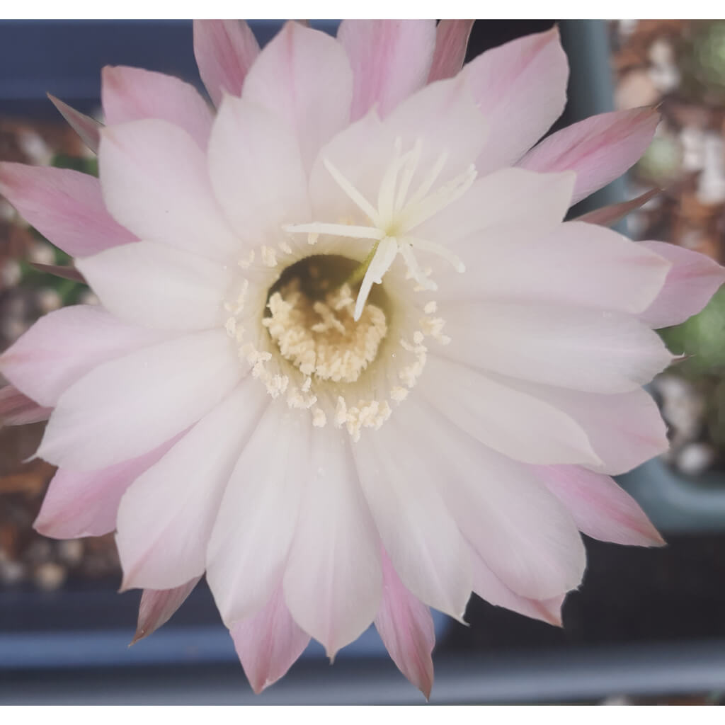 Echinopsis eyriesii - Easter Lily Cactus