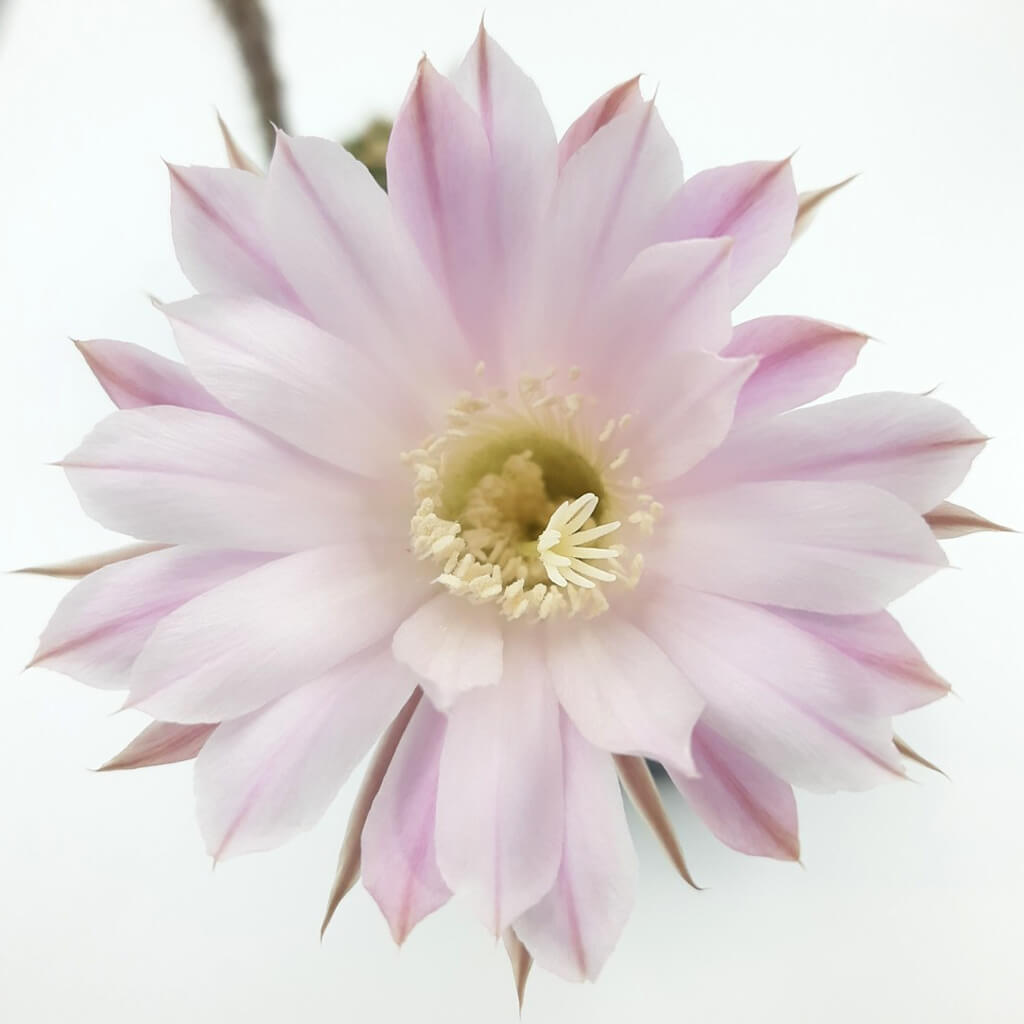 Echinopsis eyriesii - Easter Lily Cactus