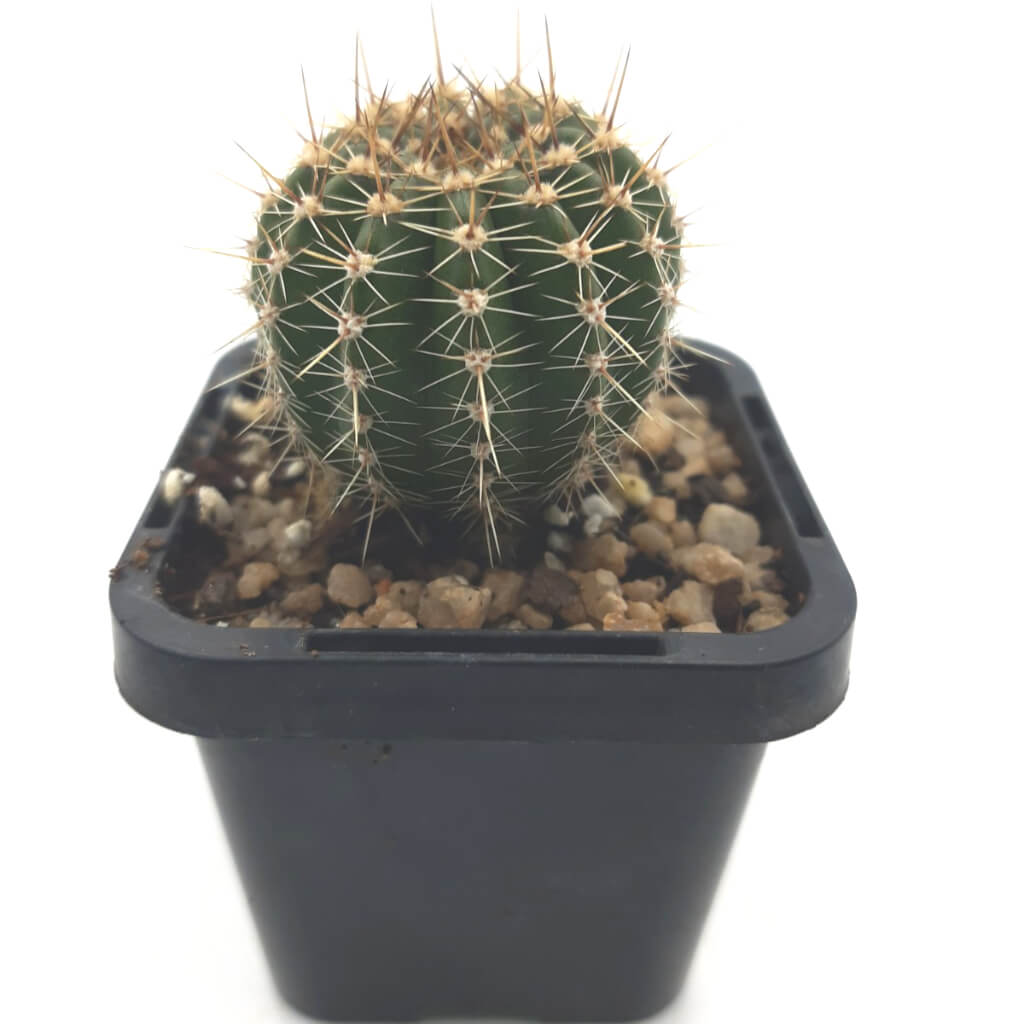 Echinopsis Hybrid Petite (Pink)