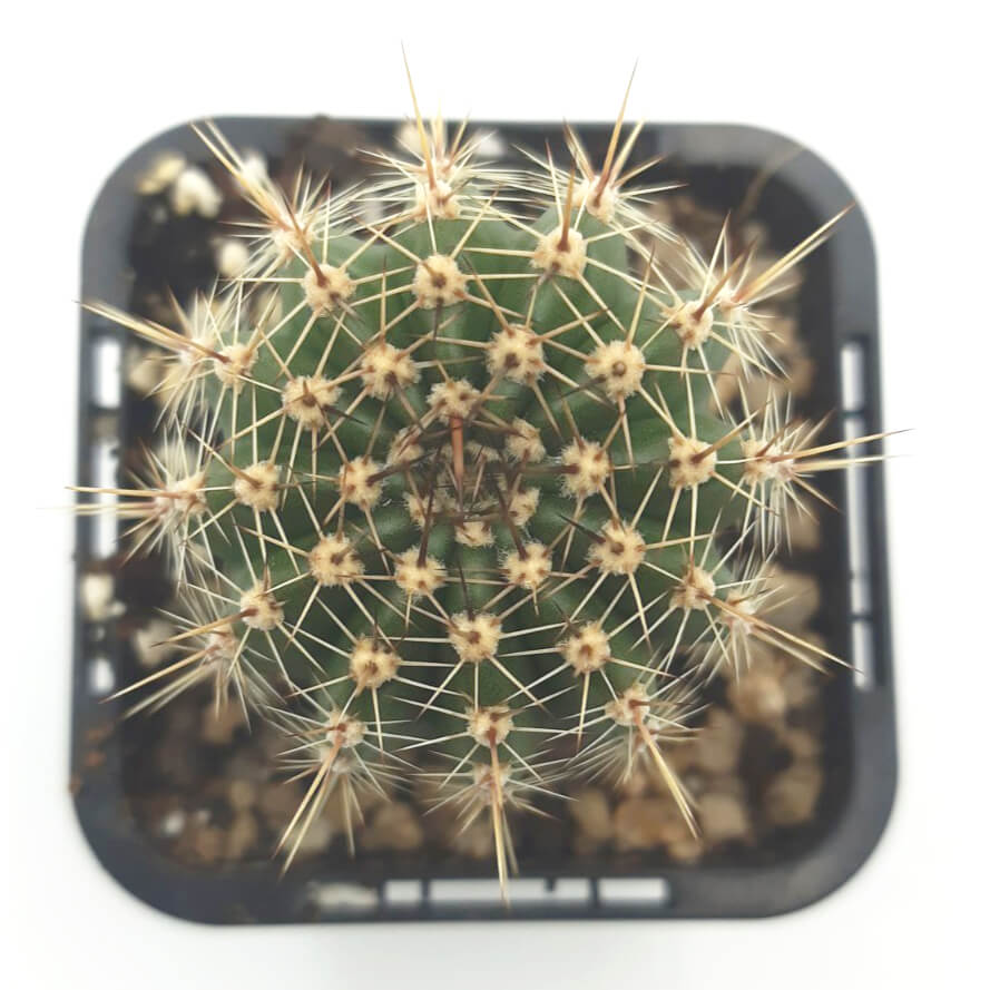 Echinopsis Hybrid Petite (Pink)