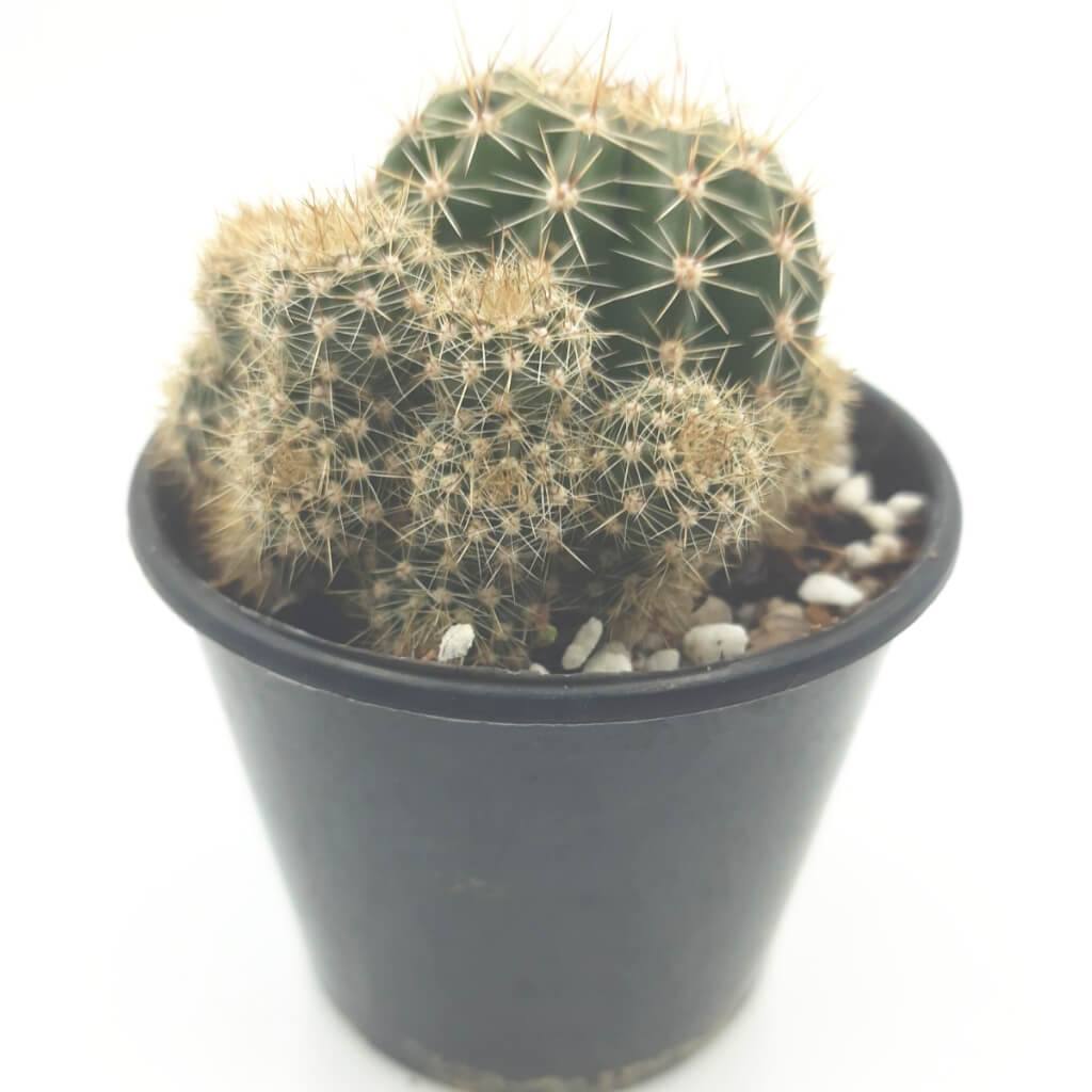 Echinopsis Hybrid Petite (Pink)