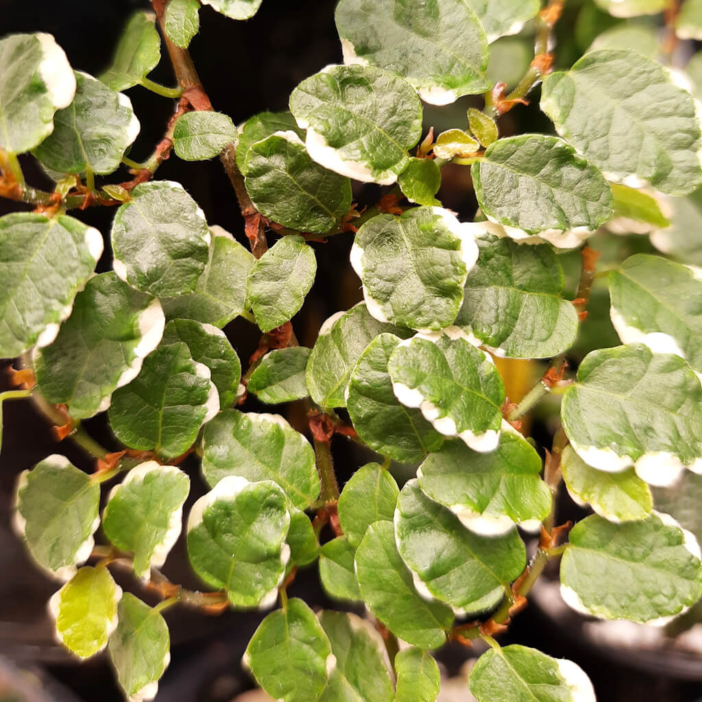 Ficus pumila variegated - Creeping Fig