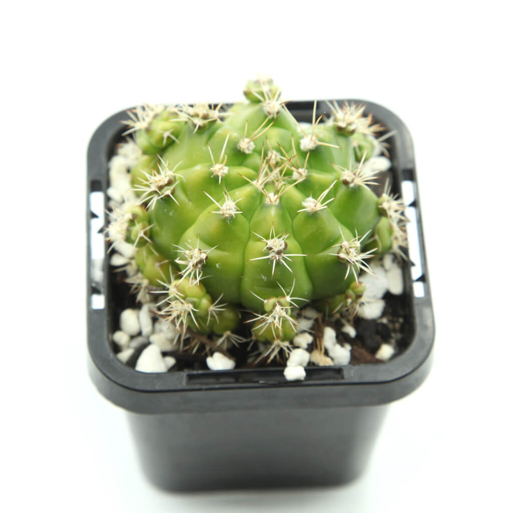 Gymnocalycium marsoneri subsp. Matoense cv. Multiproliferum