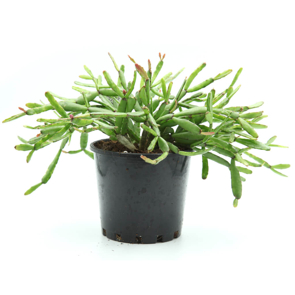 Rhipsalidopsis rosea - Rose Easter Cactus
