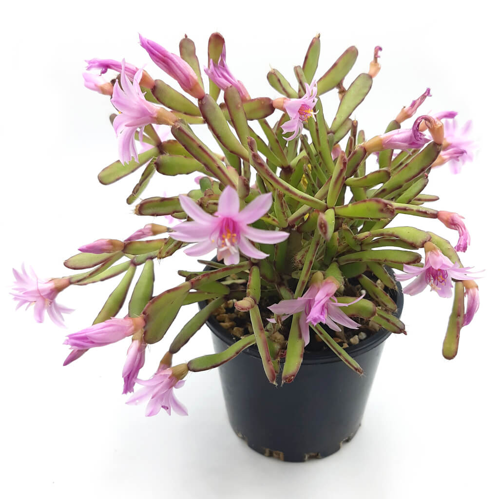 Rhipsalidopsis rosea - Rose Easter Cactus