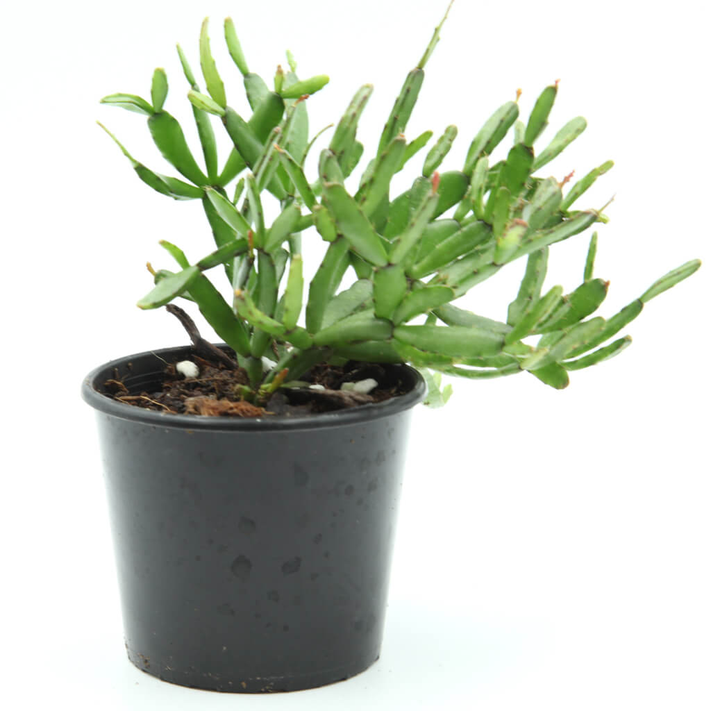 Rhipsalidopsis rosea - Rose Easter Cactus