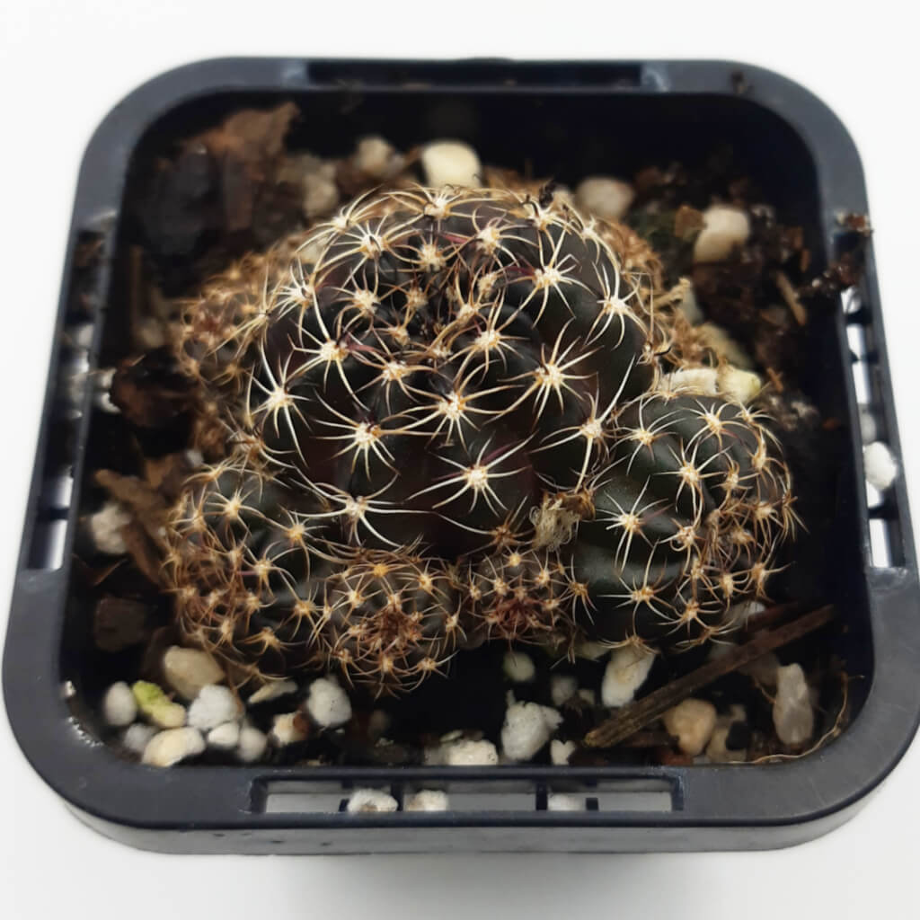 Lobivia arachnacantha (Red Form) syn Echinopsis ancistophora