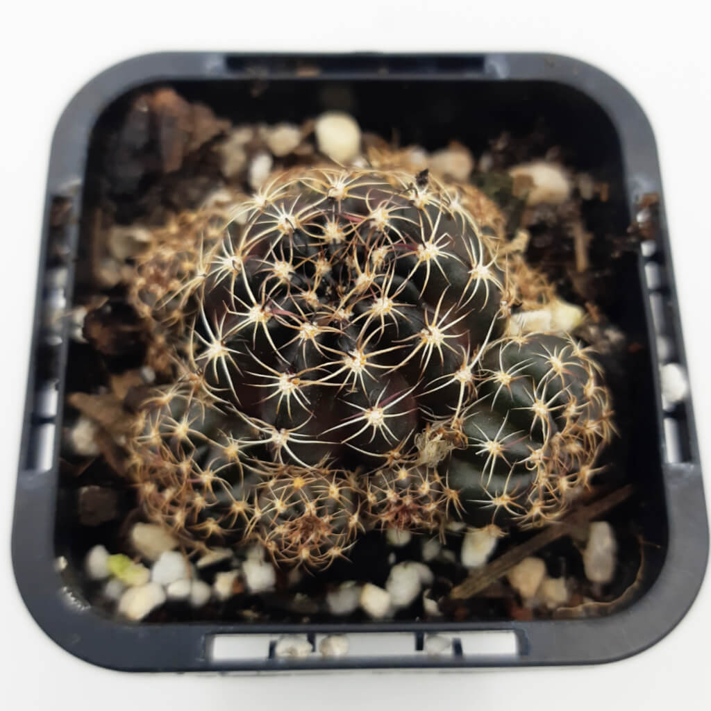 Lobivia arachnacantha (Red Form) syn Echinopsis ancistophora