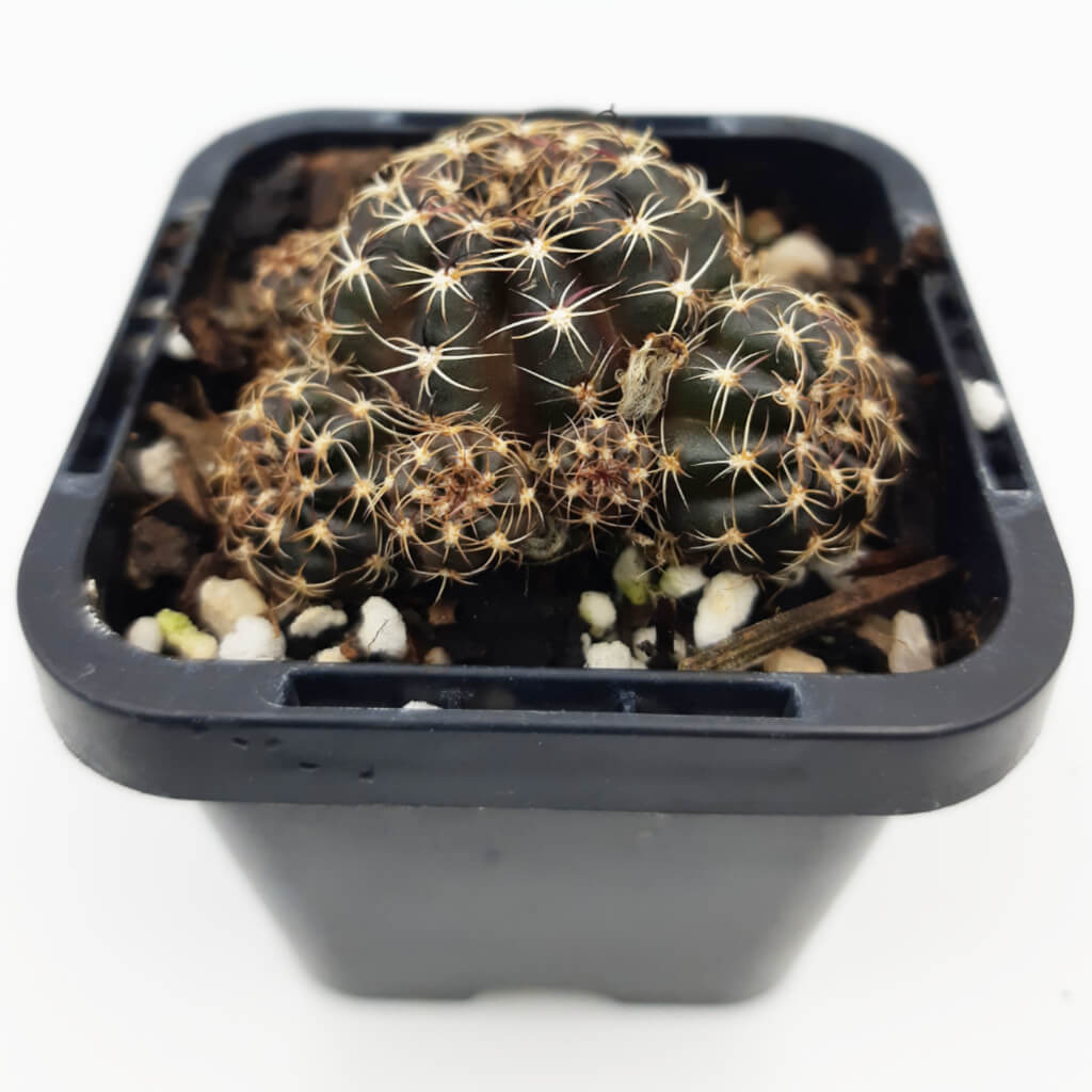 Lobivia arachnacantha (Red Form) syn Echinopsis ancistophora