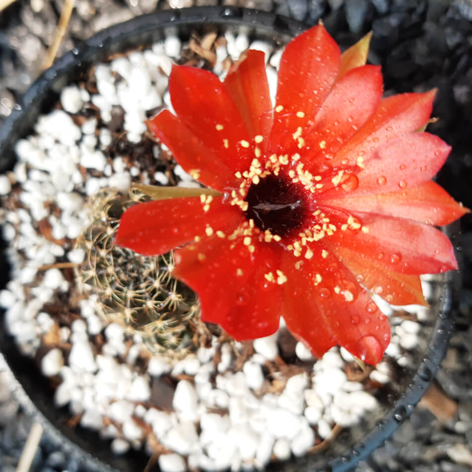 Lobivia arachnacantha (Red Form) syn Echinopsis ancistophora