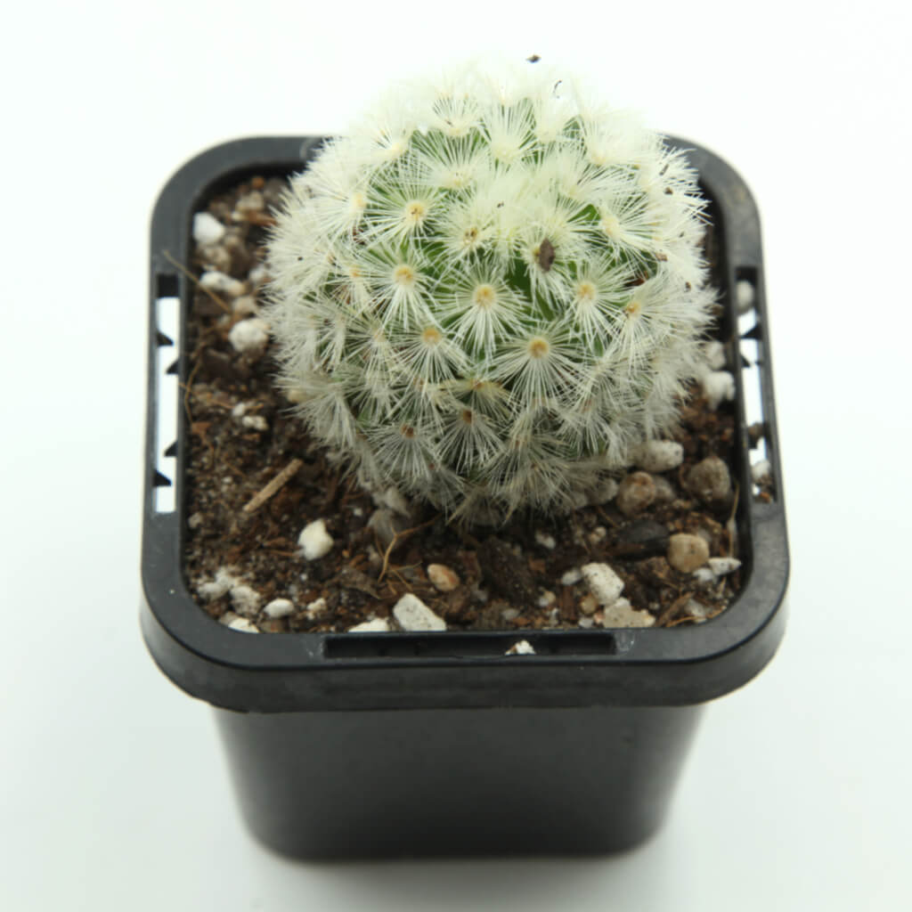 Mammillaria carmenae - Carmen Pincushion Cactus