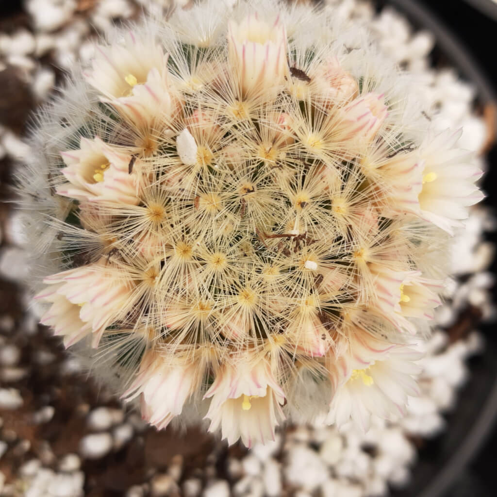 Mammillaria carmenae - Carmen Pincushion Cactus