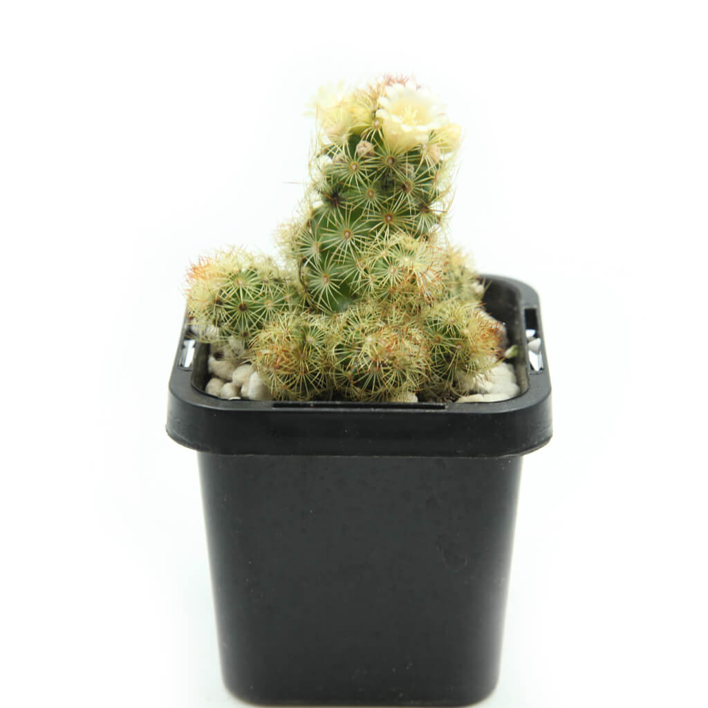 Mammillaria elongata - Ladyfinger Cactus