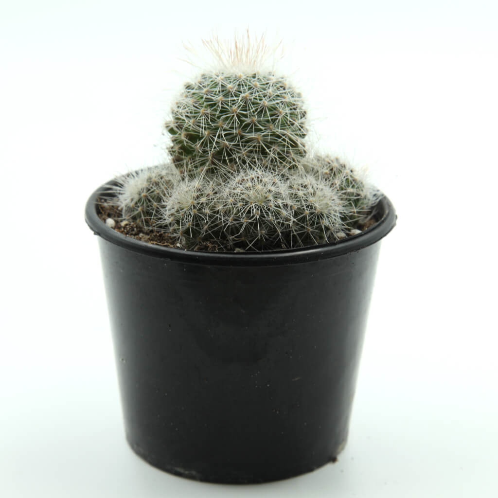 Mammillaria spinosissima - Red Headed Irishman