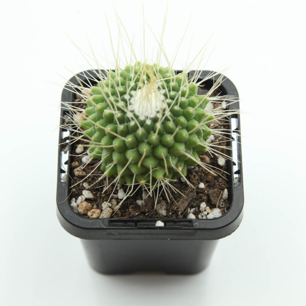 Mammillaria spinosissima cv. Un Pico