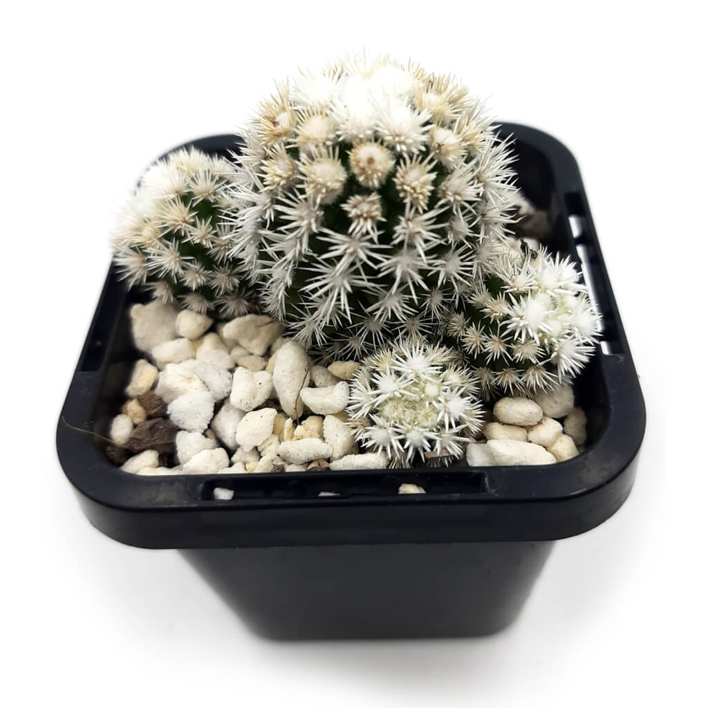Mammillaria vetula subs. gracilis 'Arizona Snowcap'